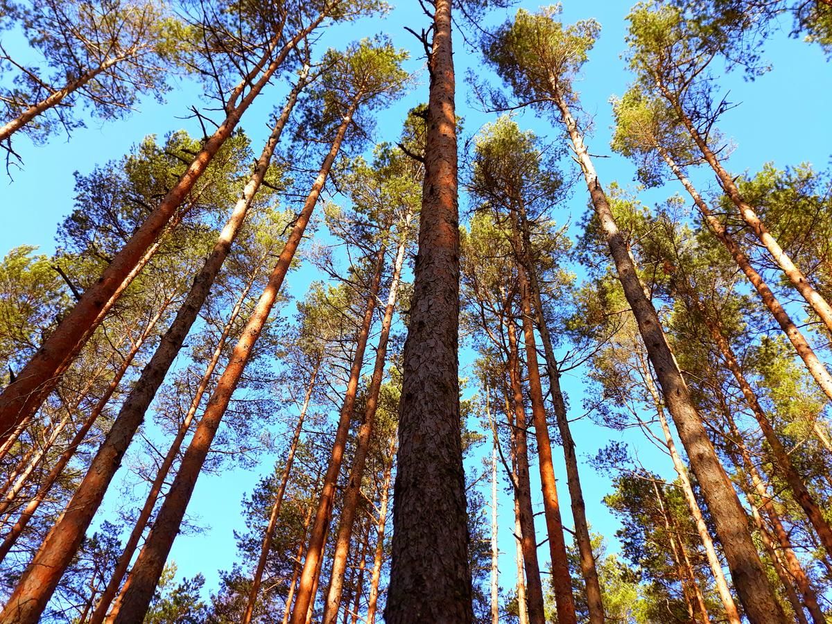 Загородные дома Atpūtas vieta Brāļtīrumi Pūrciems